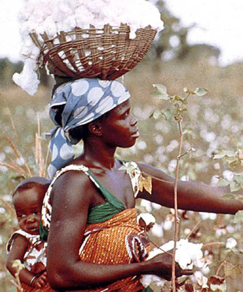 Home Cotton and Africa